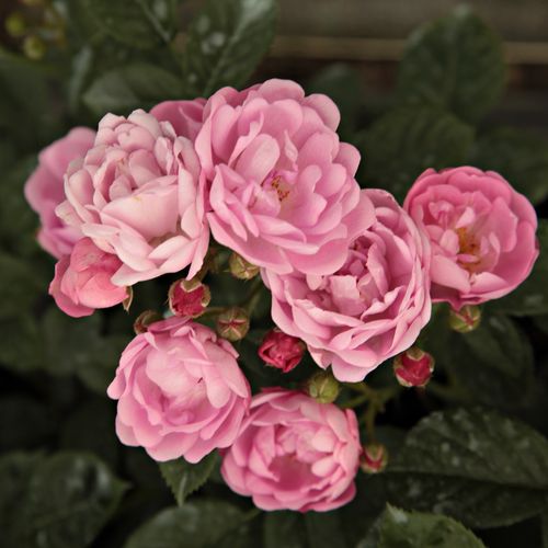 Vendita, rose, online Rosa Hadikfalva - rosa - rose polyanthe - rosa dal profumo discreto - Márk Gergely - ,-